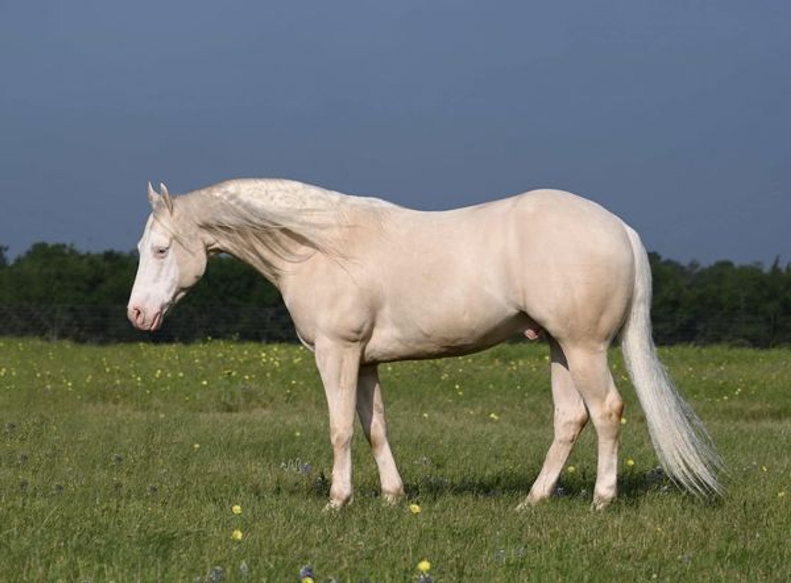 Image for Western Colorado Select Equine Sale - 4th Annual Best In The West! June 22nd - Grand Junction, Colorado