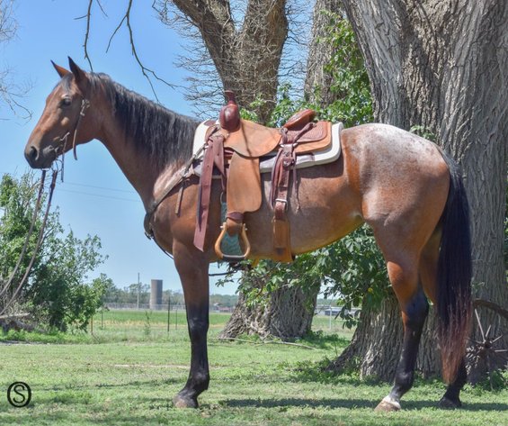 Image for Jones Livestock Auction MONTHLY HORSE & TACK SALE!   Saturday, June 8th!
