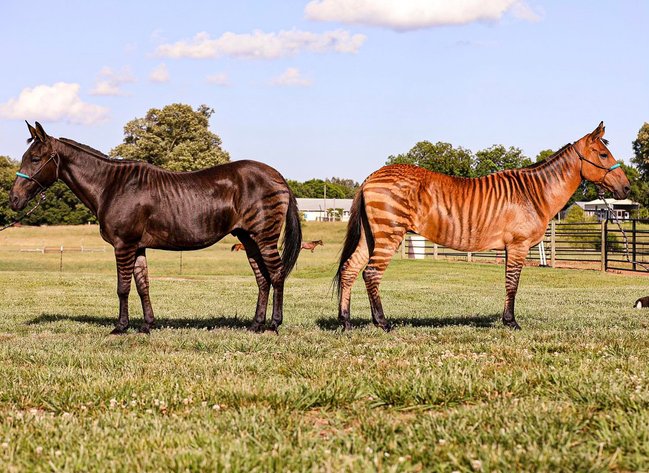 Image for Missouri Horse Auction TWO DAY SPECIAL - DAY TWO! SATURDAY JUNE 1ST - Springfield, MO