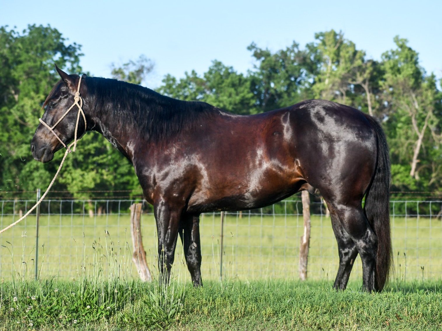 Image for Missouri Horse Auction TWO DAY SPECIAL - DAY ONE! FRIDAY MAY 31ST - Springfield, MO