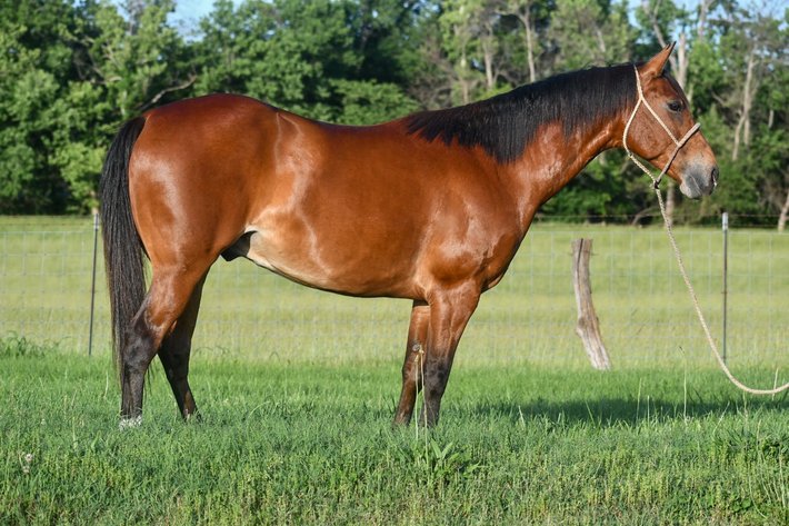 Image for Missouri Horse Auction TWO DAY SPECIAL - DAY ONE! FRIDAY MAY 31ST - Springfield, MO