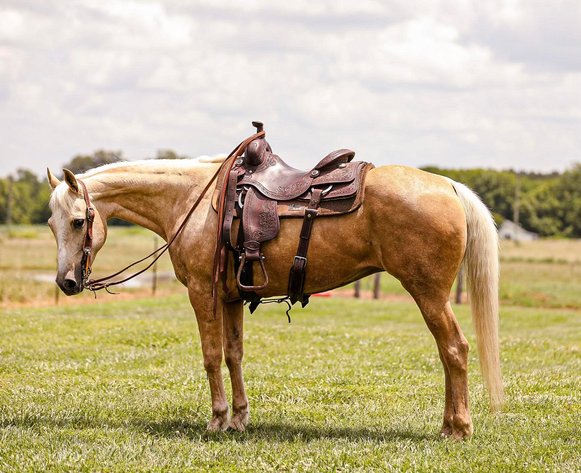 Image for Missouri Horse Auction TWO DAY SPECIAL - DAY ONE! FRIDAY MAY 31ST - Springfield, MO