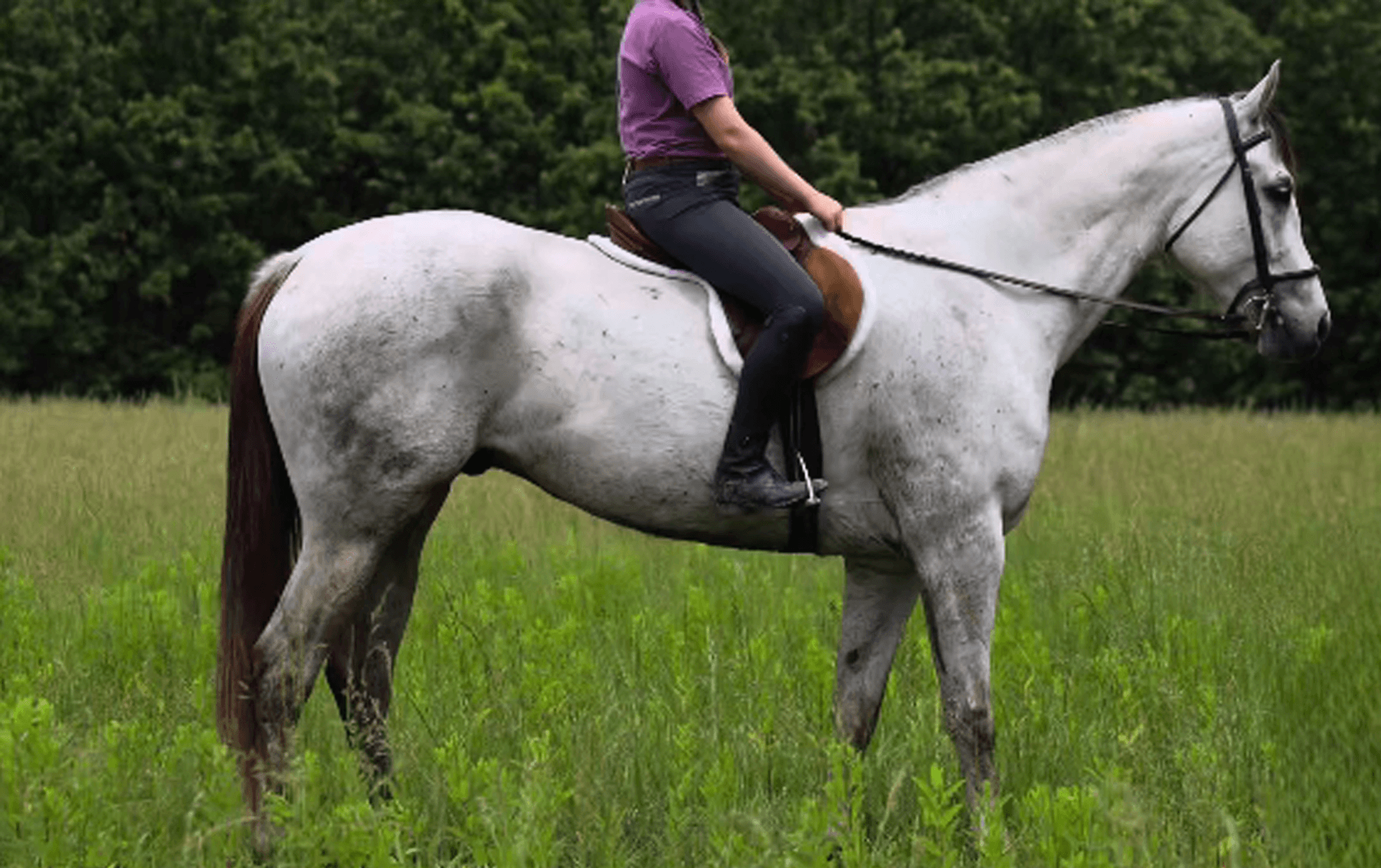 Image for Missouri Horse Auction TWO DAY SPECIAL - DAY ONE! FRIDAY MAY 31ST - Springfield, MO