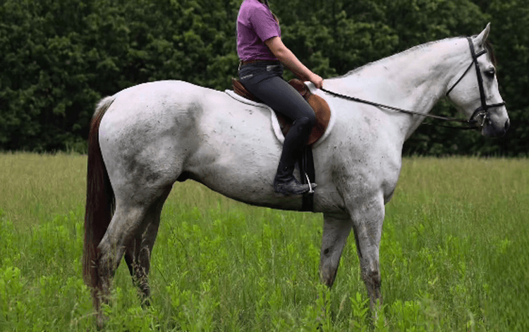 Image for Missouri Horse Auction TWO DAY SPECIAL - DAY ONE! FRIDAY MAY 31ST - Springfield, MO