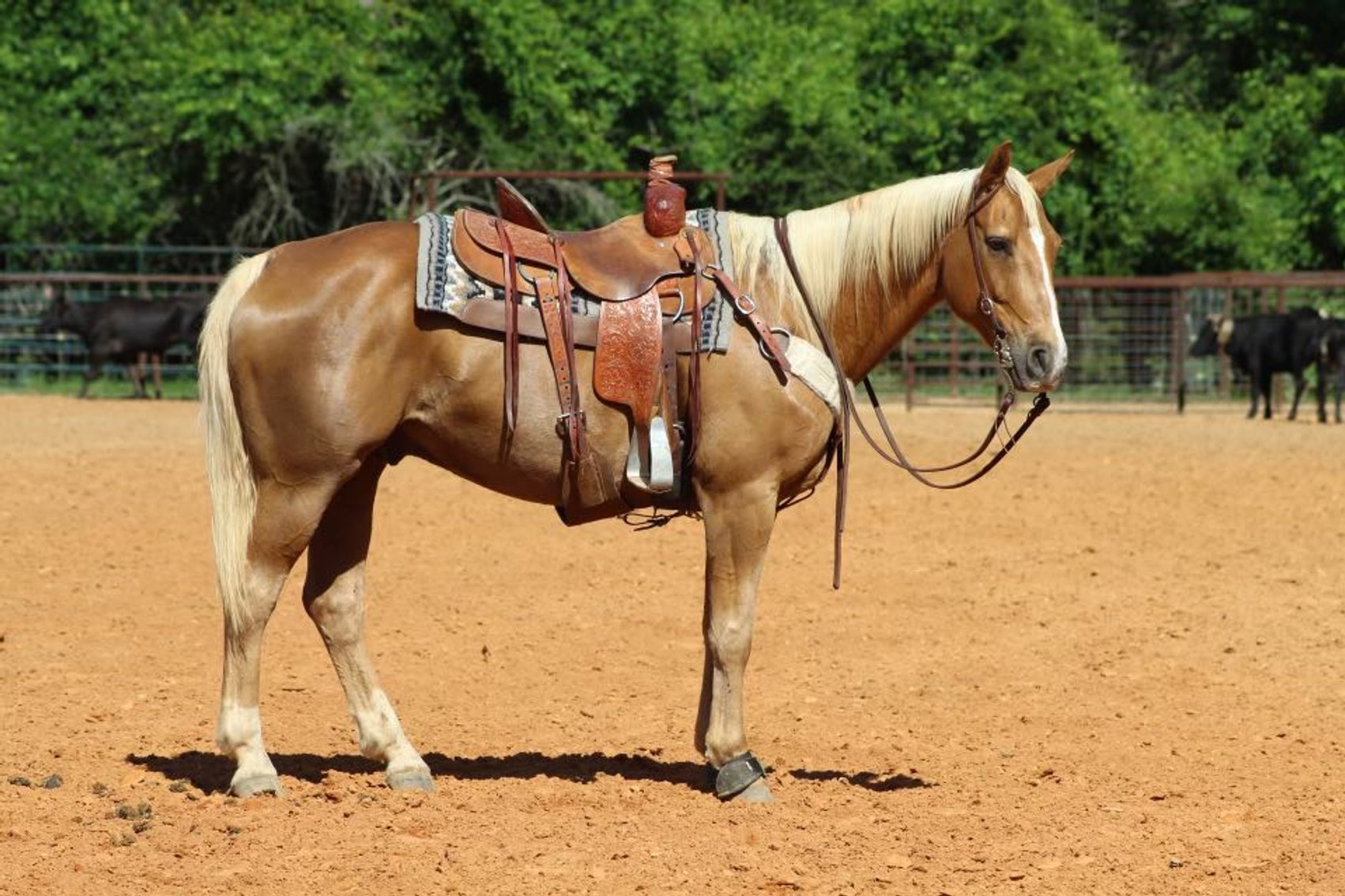 Image for Mize Horse Sale  SATURDAY JUNE 15TH - Mize, Mississippi