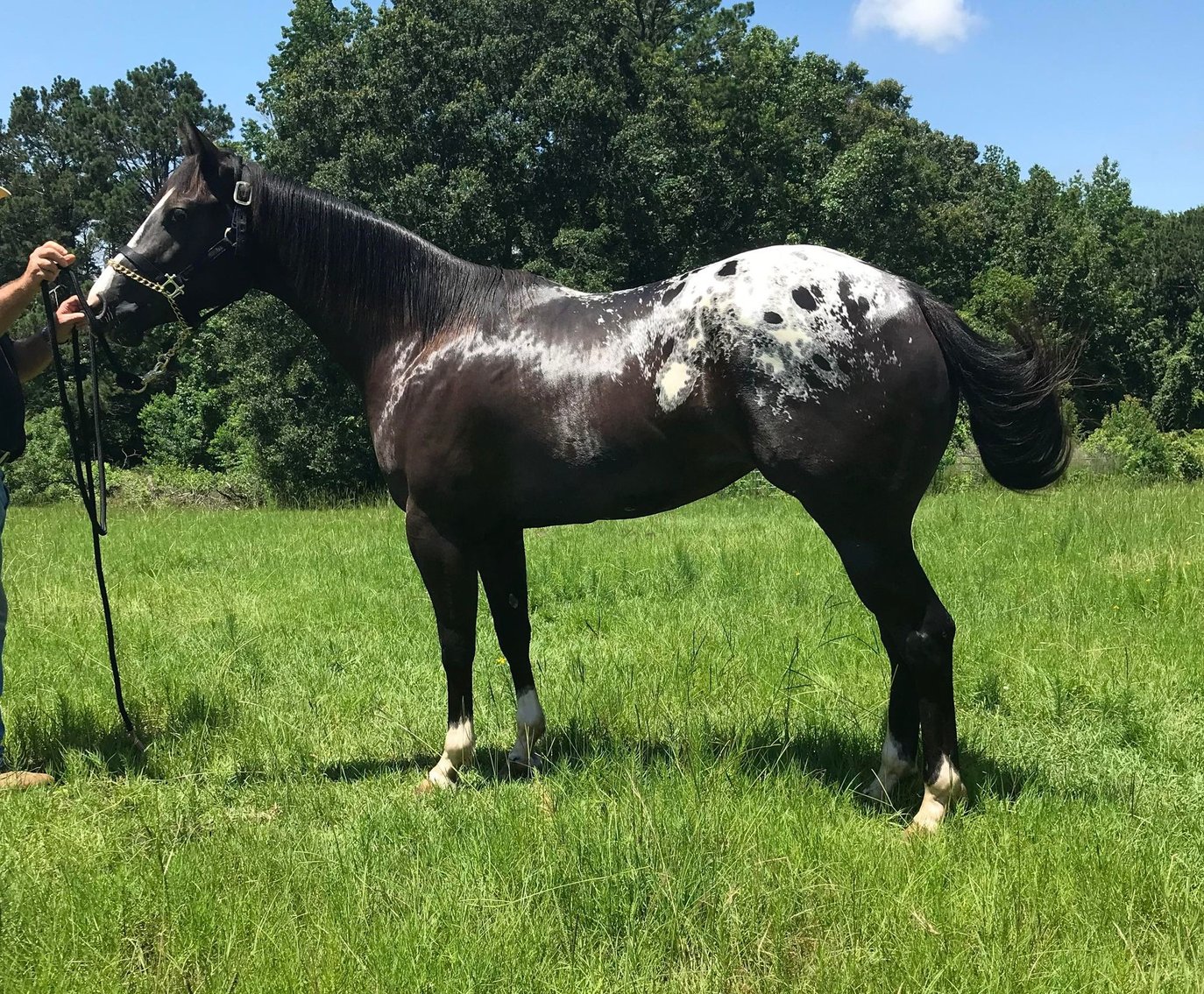 Image for Mize Horse Sale  SATURDAY JUNE 15TH - Mize, Mississippi