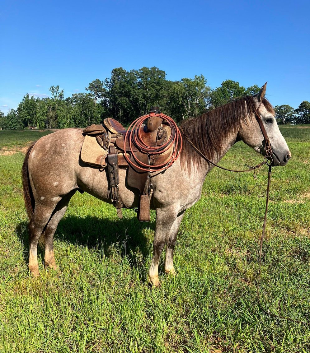 Image for Mize Horse Sale  SATURDAY JUNE 15TH - Mize, Mississippi