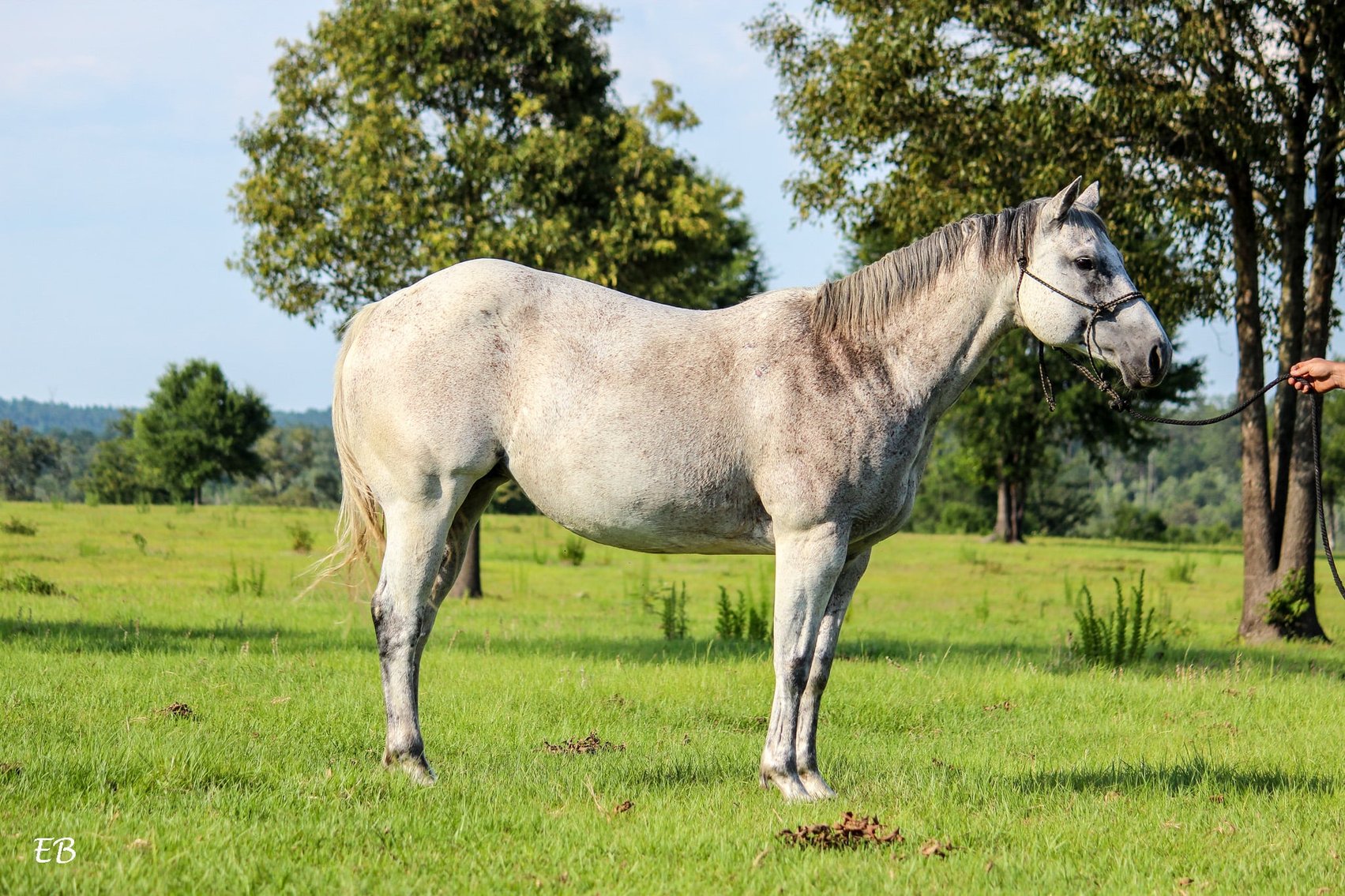 Image for Mize Horse Sale  SATURDAY JUNE 15TH - Mize, Mississippi