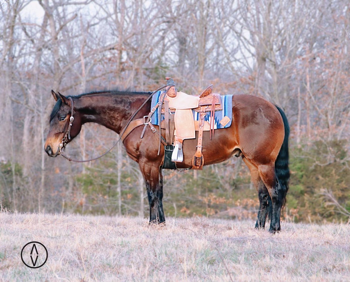 Image for Interstate Regional Stockyards Horse Sale - Cuba, Missouri WEDNESDAY June 19th