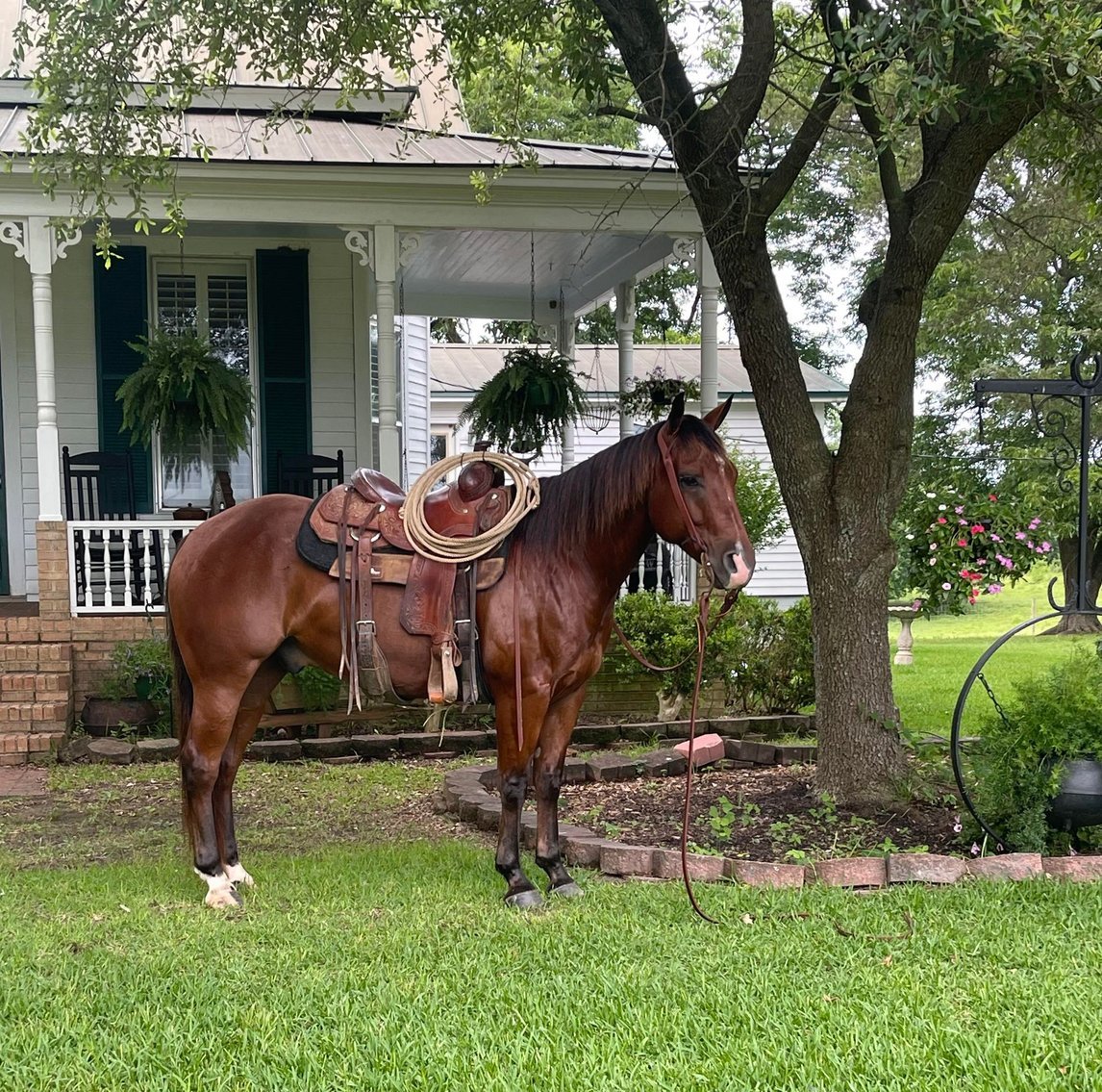 Image for Interstate Regional Stockyards Horse Sale - Cuba, Missouri WEDNESDAY June 19th