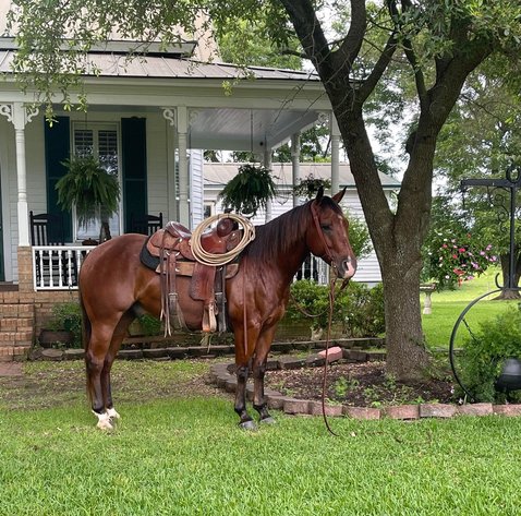Image for Interstate Regional Stockyards Horse Sale - Cuba, Missouri WEDNESDAY June 19th
