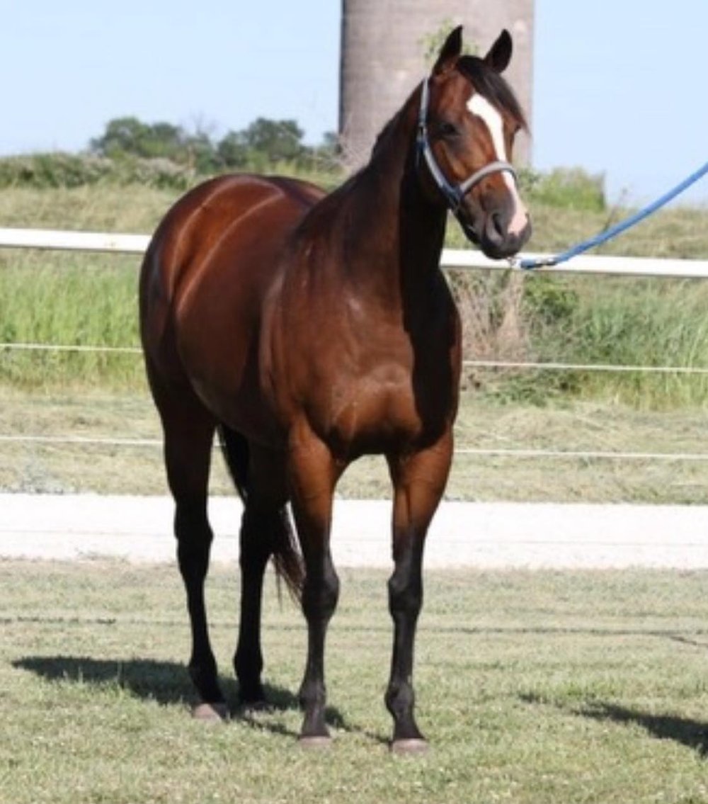 Image for Interstate Regional Stockyards Horse Sale - Cuba, Missouri WEDNESDAY June 19th