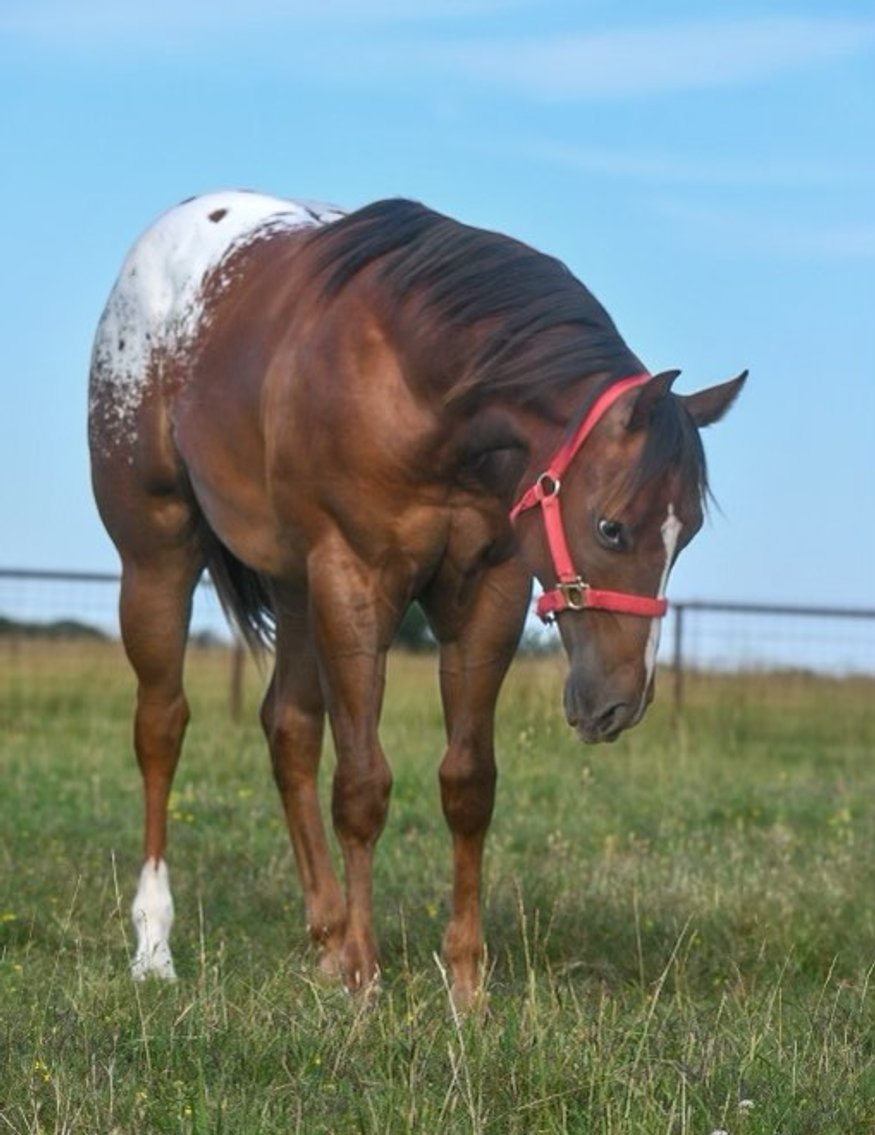 Image for New Holland Sales Stable Riding Horse & Pony Special - SATURDAY, JUNE 22ND