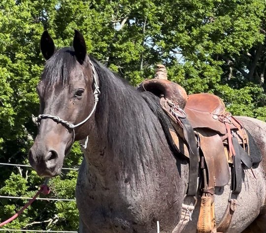 Image for New Holland Sales Stable Riding Horse & Pony Special - SATURDAY, JUNE 22ND