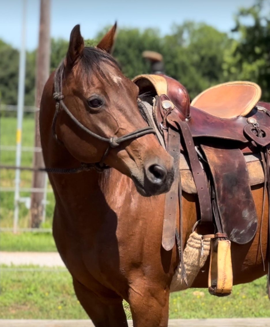 Image for New Holland Sales Stable Riding Horse & Pony Special - SATURDAY, JUNE 22ND
