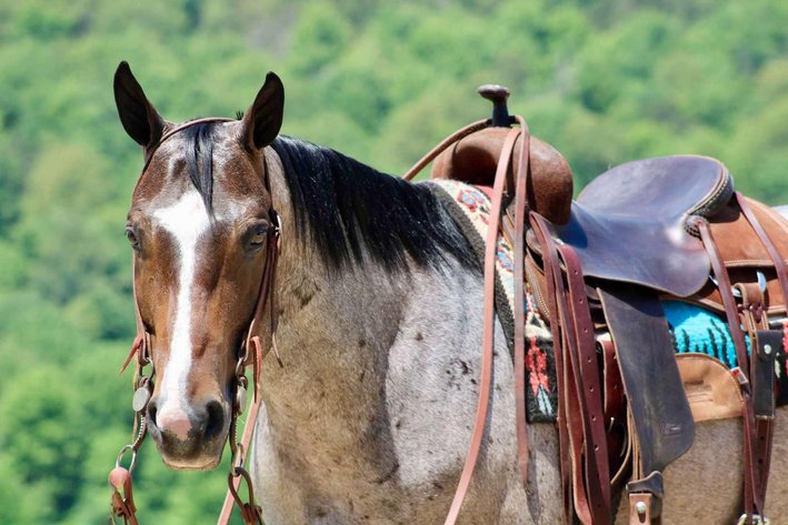 Image for New Holland Sales Stable Riding Horse & Pony Special - SATURDAY, JUNE 22ND