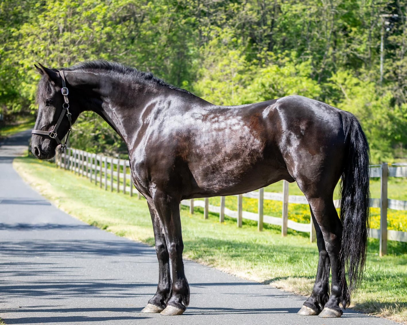 Image for New Holland Sales Stable Riding Horse & Pony Special - SATURDAY, JUNE 22ND
