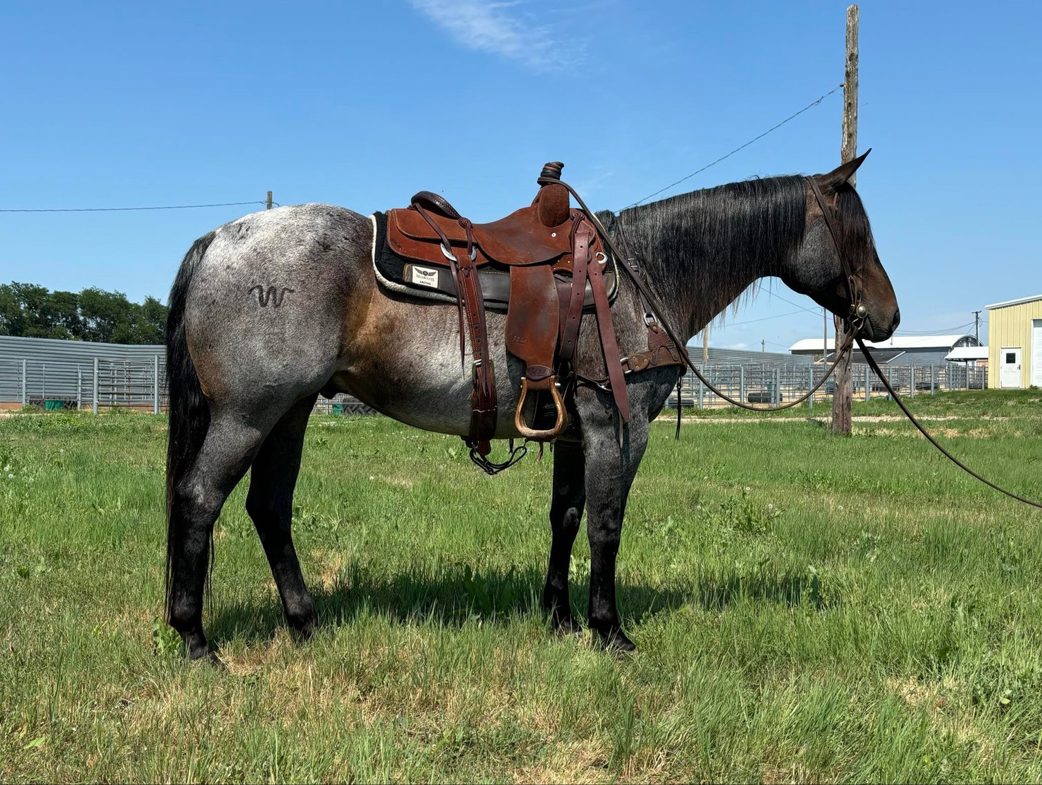 Image for Interstate Regional Stockyards Horse Sale - Cuba, Missouri WEDNESDAY July 17th