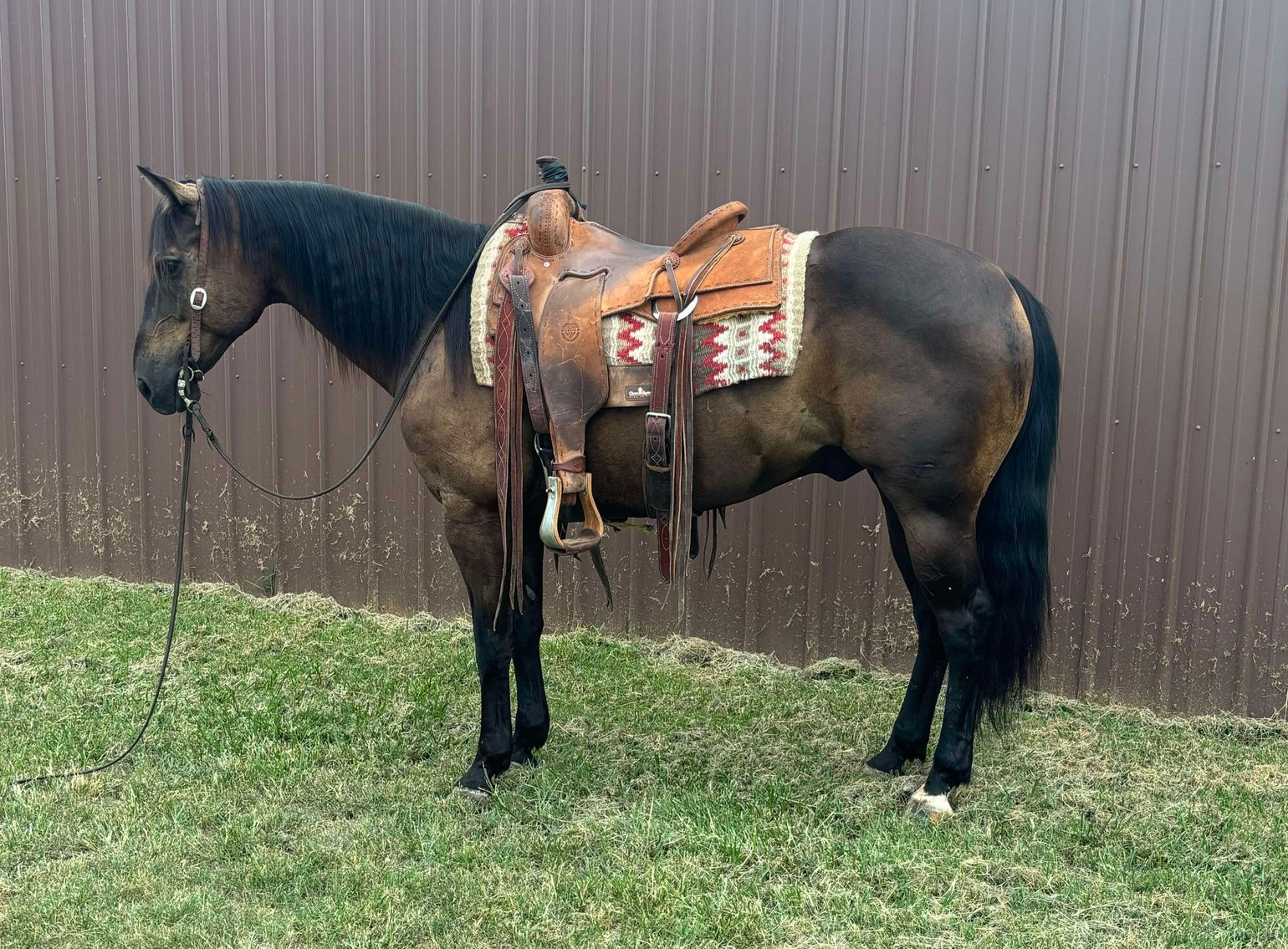Image for Interstate Regional Stockyards Horse Sale - Cuba, Missouri WEDNESDAY July 17th