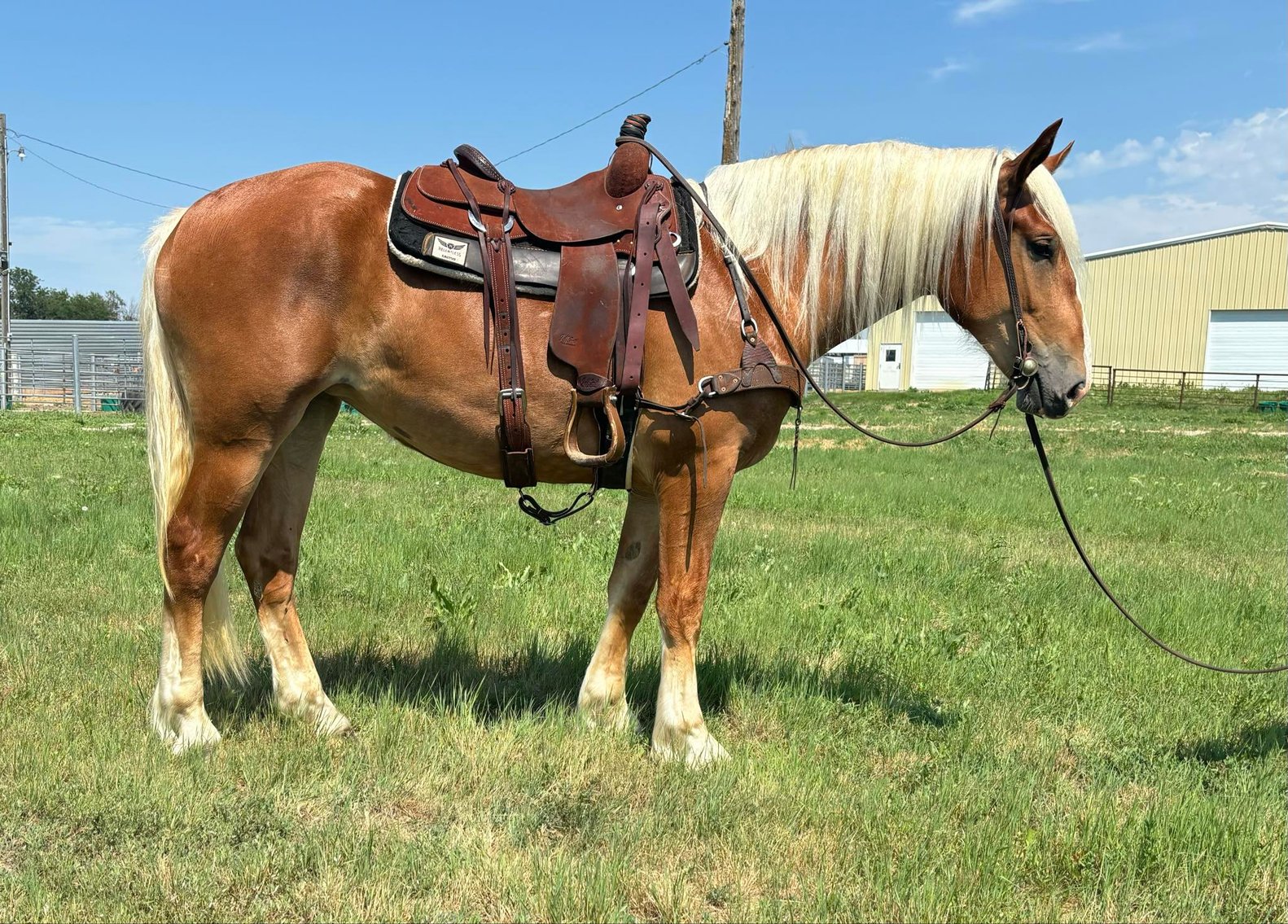 Image for Interstate Regional Stockyards Horse Sale - Cuba, Missouri WEDNESDAY July 17th