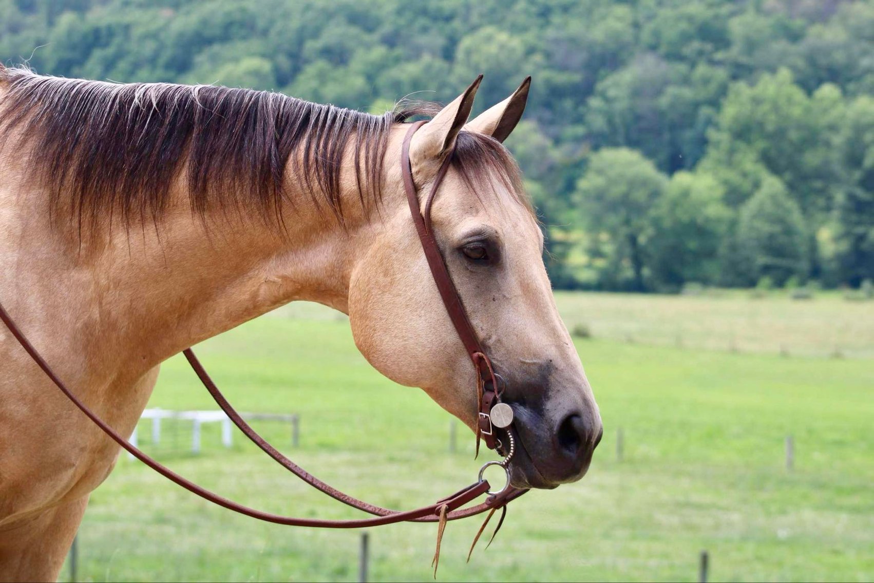 Image for Interstate Regional Stockyards Horse Sale - Cuba, Missouri WEDNESDAY July 17th