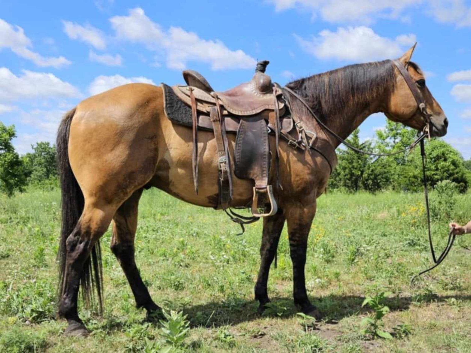 Image for Interstate Regional Stockyards Horse Sale - Cuba, Missouri WEDNESDAY July 17th