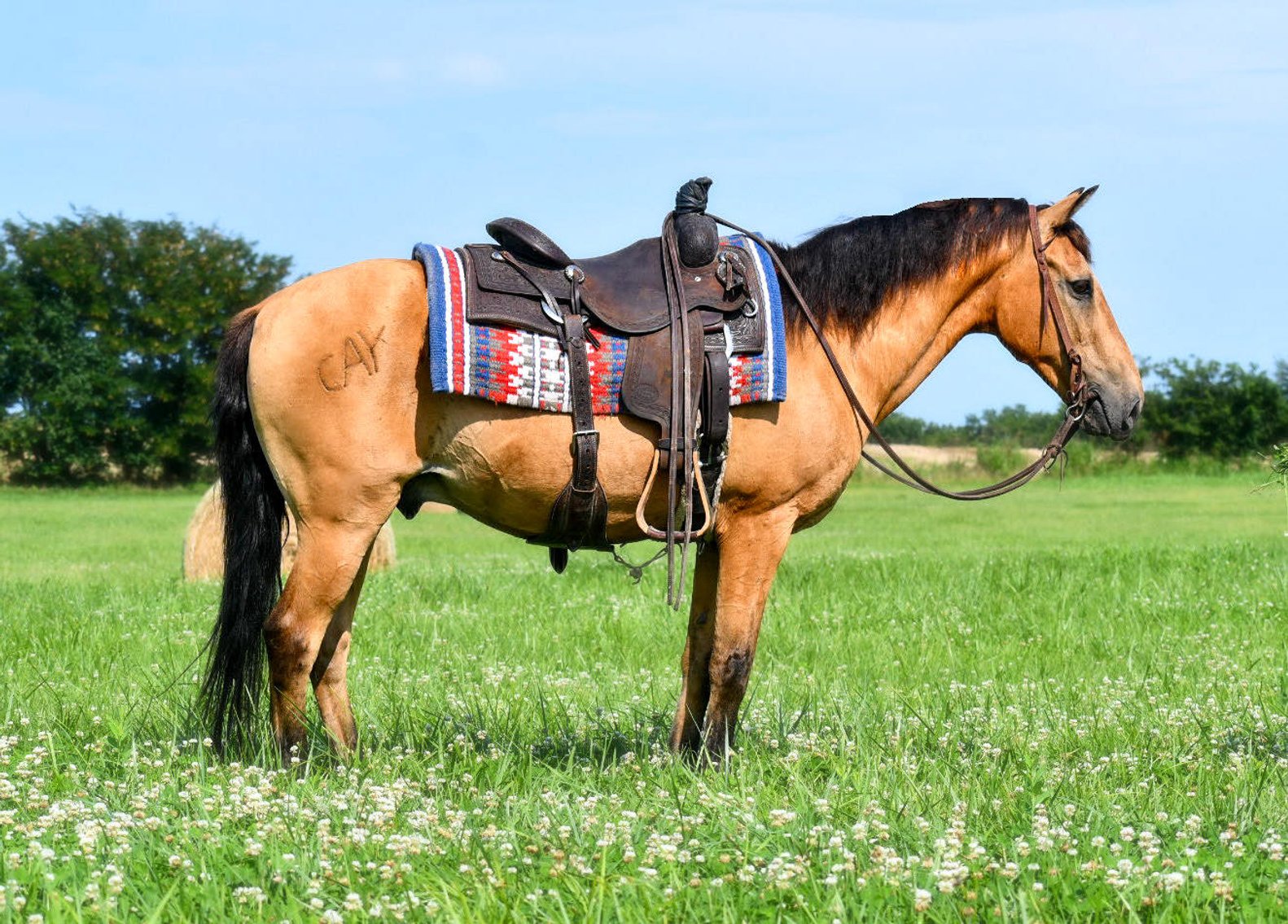 Image for Interstate Regional Stockyards Horse Sale - Cuba, Missouri WEDNESDAY July 17th