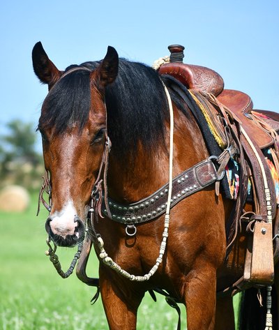 Image for Interstate Regional Stockyards Horse Sale - Cuba, Missouri WEDNESDAY July 17th