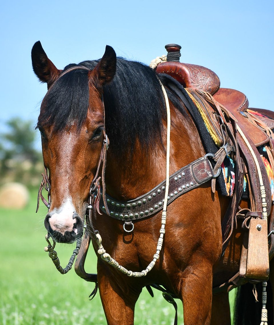 Image for Interstate Regional Stockyards Horse Sale - Cuba, Missouri WEDNESDAY July 17th