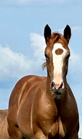 Image for Mize Horse Sale **Annual LM Production Sale - 
