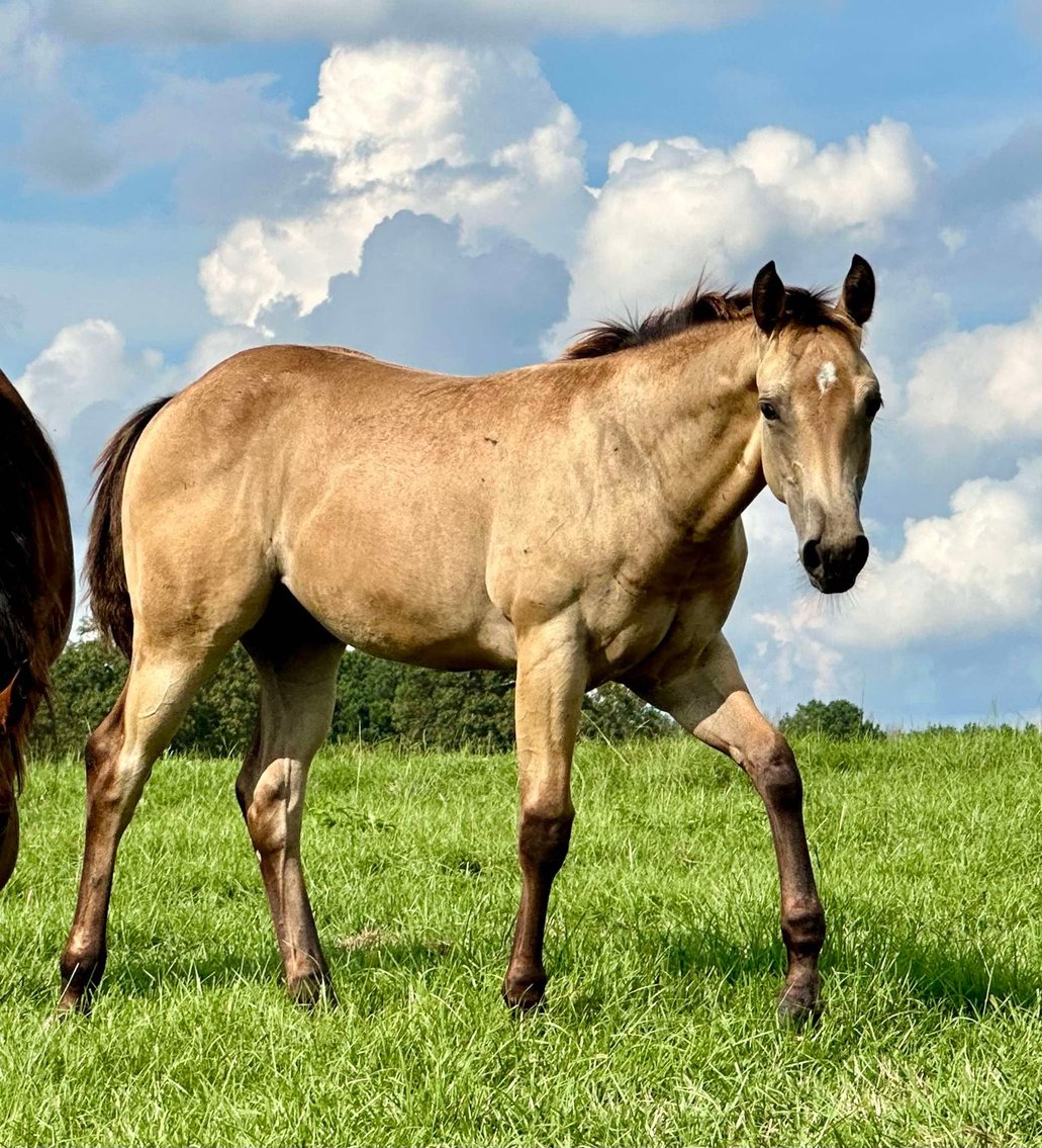 Image for Mize Horse Sale **Annual LM Production Sale - 