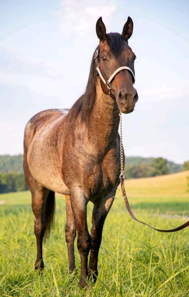 Image for Missouri Horse Auction FRIDAY JULY 26TH - Springfield, MO