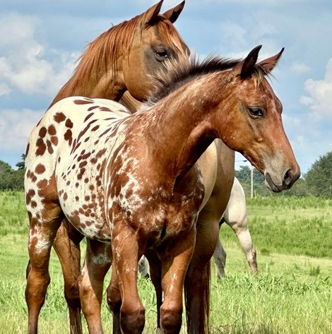 Image for Mize Horse Sale **Annual LM Production Sale - 