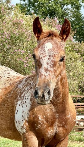 Image for Mize Horse Sale **Annual LM Production Sale - 