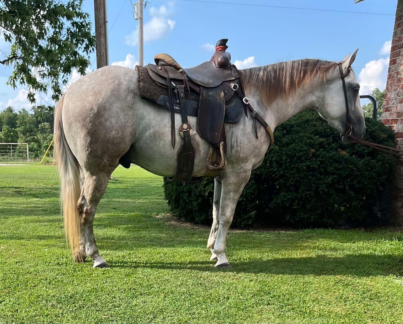 Image for Missouri Horse Auction FRIDAY JULY 26TH - Springfield, MO