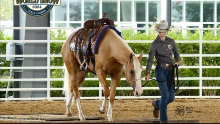 Image for Interstate Regional Stockyards TWO DAY AUGUST SPECIAL - DAY 1 - WEDNESDAY AUGUST 21ST