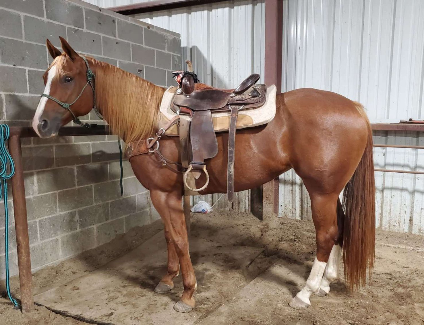 Image for Interstate Regional Stockyards TWO DAY AUGUST SPECIAL - DAY 1 - WEDNESDAY AUGUST 21ST