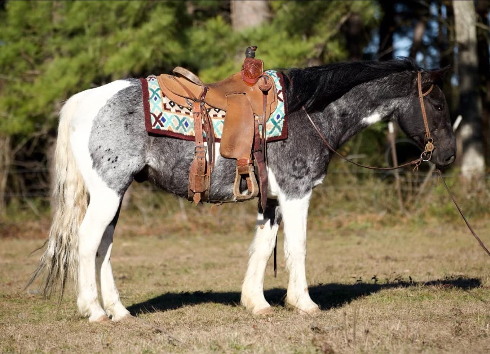 Image for Corsica Horse Sales Catalog Sale - SATURDAY, AUGUST 3RD - Corsica, South Dakota