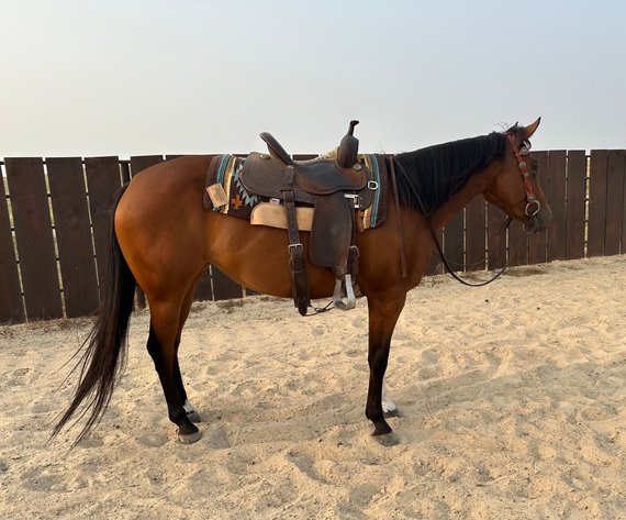 Image for Corsica Horse Sales Catalog Sale - SATURDAY, AUGUST 3RD - Corsica, South Dakota