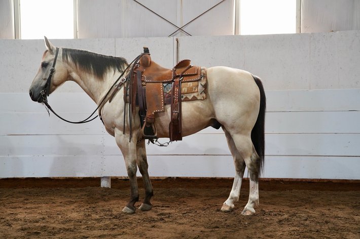 Image for Corsica Horse Sales Catalog Sale - SATURDAY, AUGUST 3RD - Corsica, South Dakota