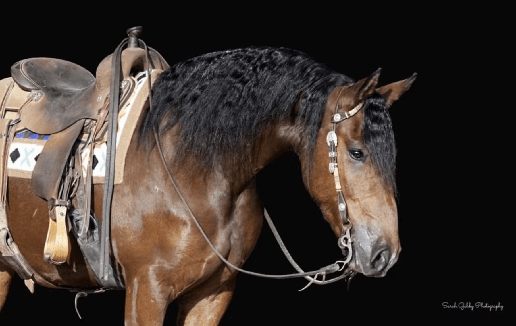 Image for NPEC Mount Up Sale - New Paris, Indiana - SALE DAY SATURDAY, AUGUST 24TH!