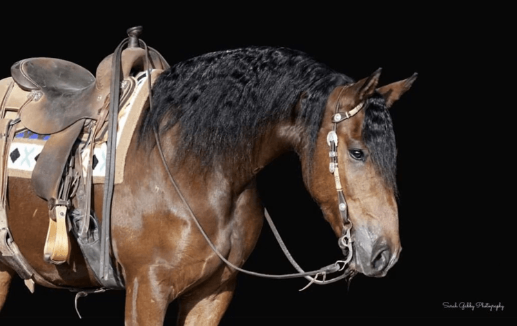 Image for NPEC Mount Up Sale - New Paris, Indiana - SALE DAY SATURDAY, AUGUST 24TH!