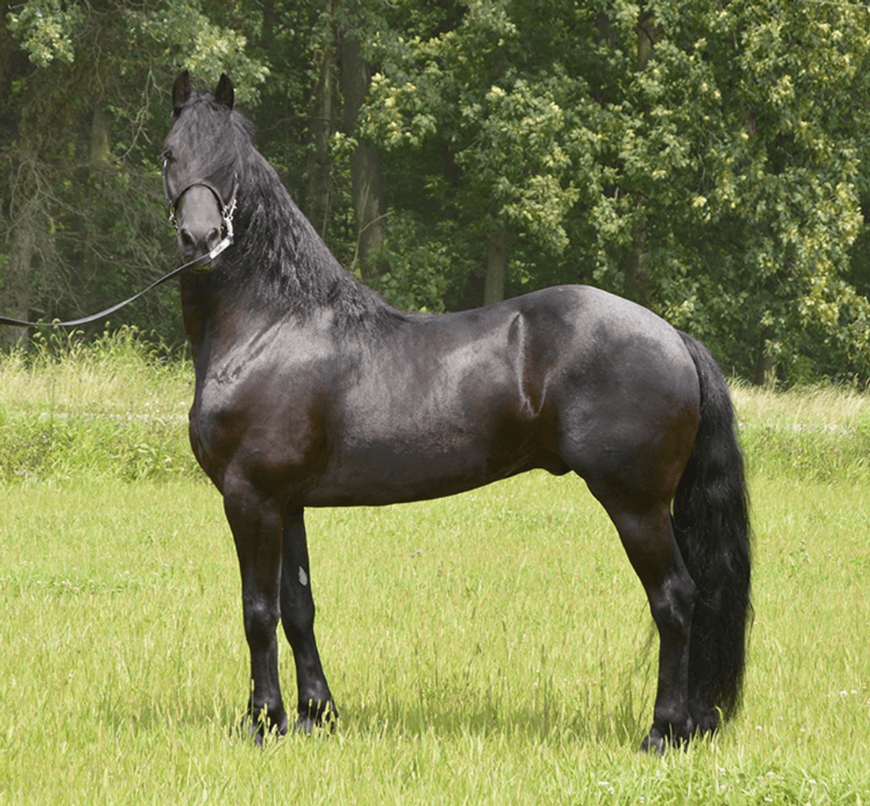 Image for NPEC Mount Up Sale - New Paris, Indiana - SALE DAY SATURDAY, AUGUST 24TH!