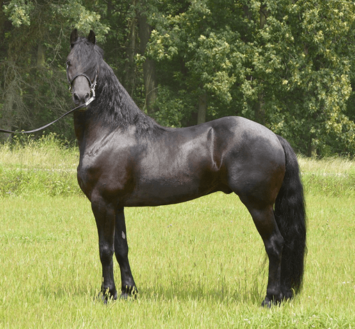 Image for NPEC Mount Up Sale - New Paris, Indiana - SALE DAY SATURDAY, AUGUST 24TH!