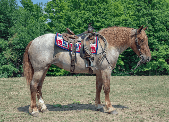 Image for NPEC Mount Up Sale - New Paris, Indiana - SALE DAY SATURDAY, AUGUST 24TH!