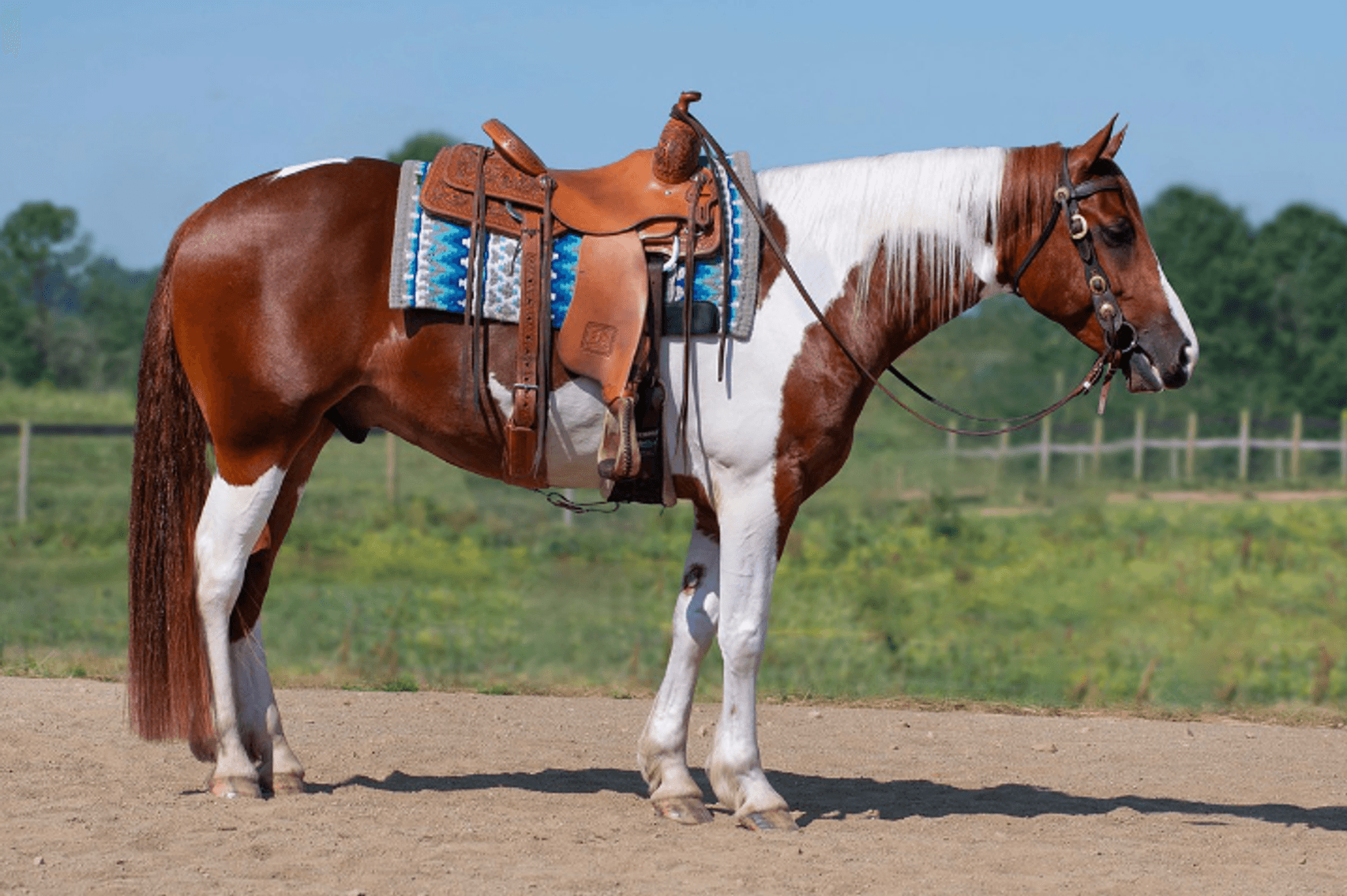 Image for NPEC Mount Up Sale - New Paris, Indiana - SALE DAY SATURDAY, AUGUST 24TH!