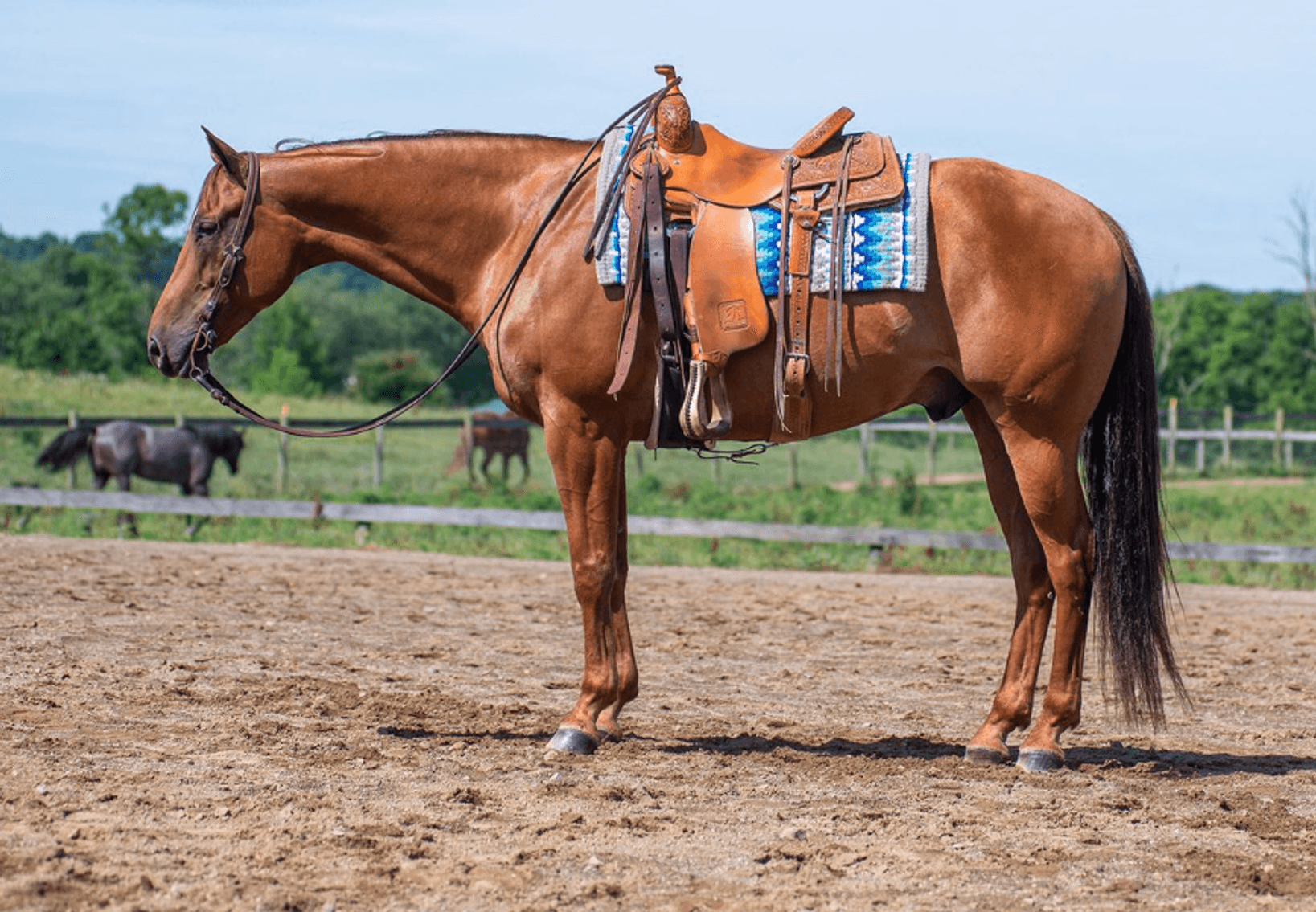 Image for NPEC Mount Up Sale - New Paris, Indiana - SALE DAY SATURDAY, AUGUST 24TH!