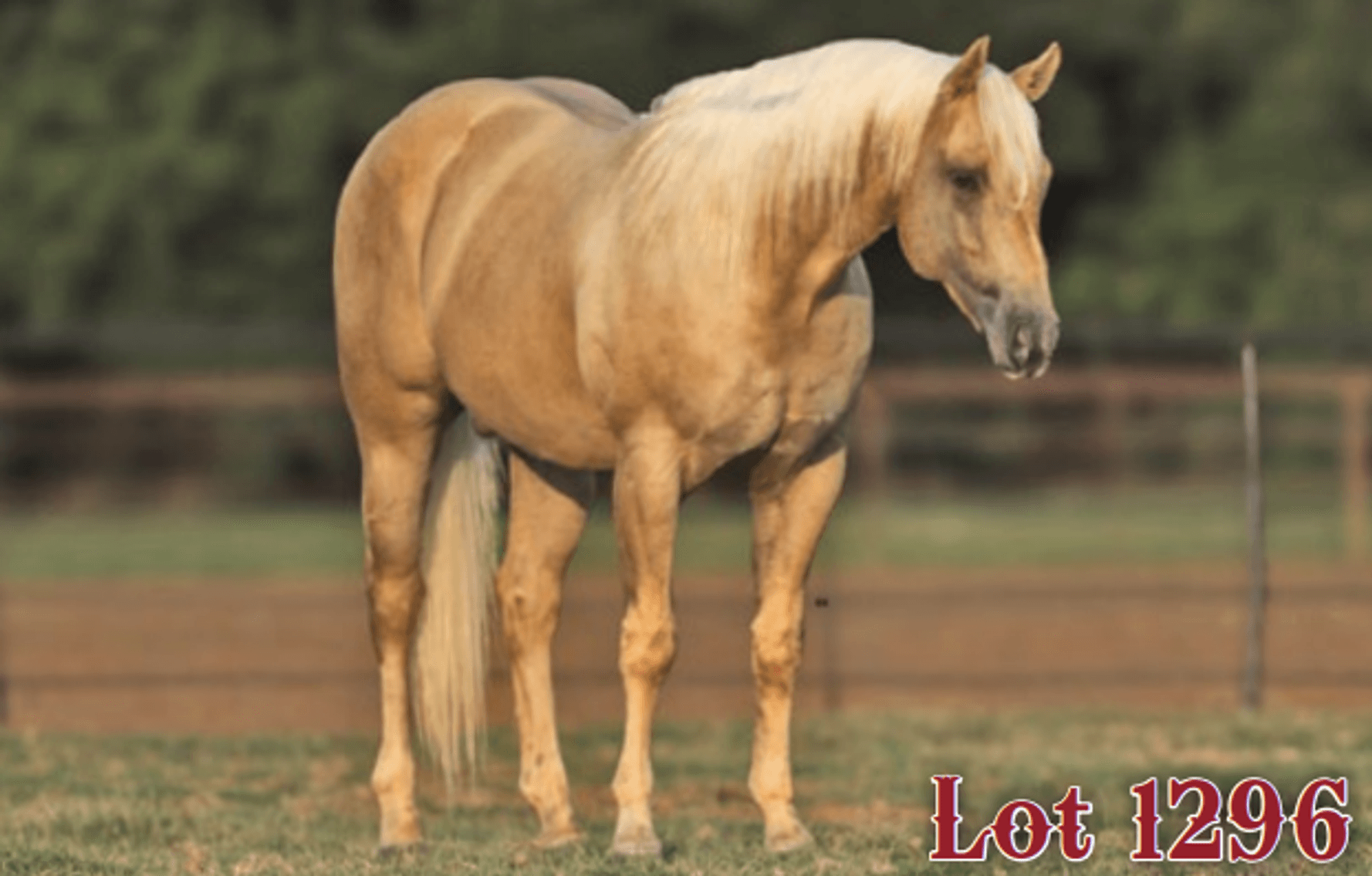 Image for Hermanson-Kist Fall All Breed Horse Sale - Mandan, North Dakota - September 19, 20, 21 - DAY THREE