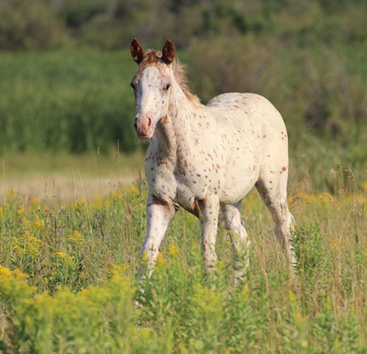 Image for Hermanson-Kist Fall All Breed Horse Sale - Mandan, North Dakota - September 19, 20, 21 - DAY TWO
