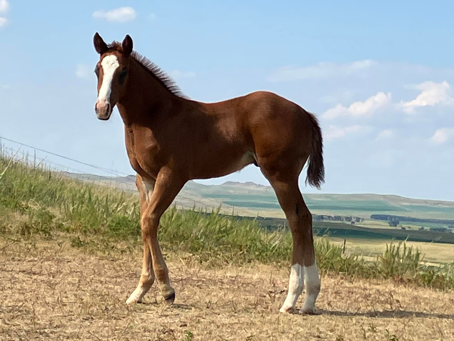 Image for Hermanson-Kist Fall All Breed Horse Sale - Mandan, North Dakota - September 19, 20, 21 - DAY TWO
